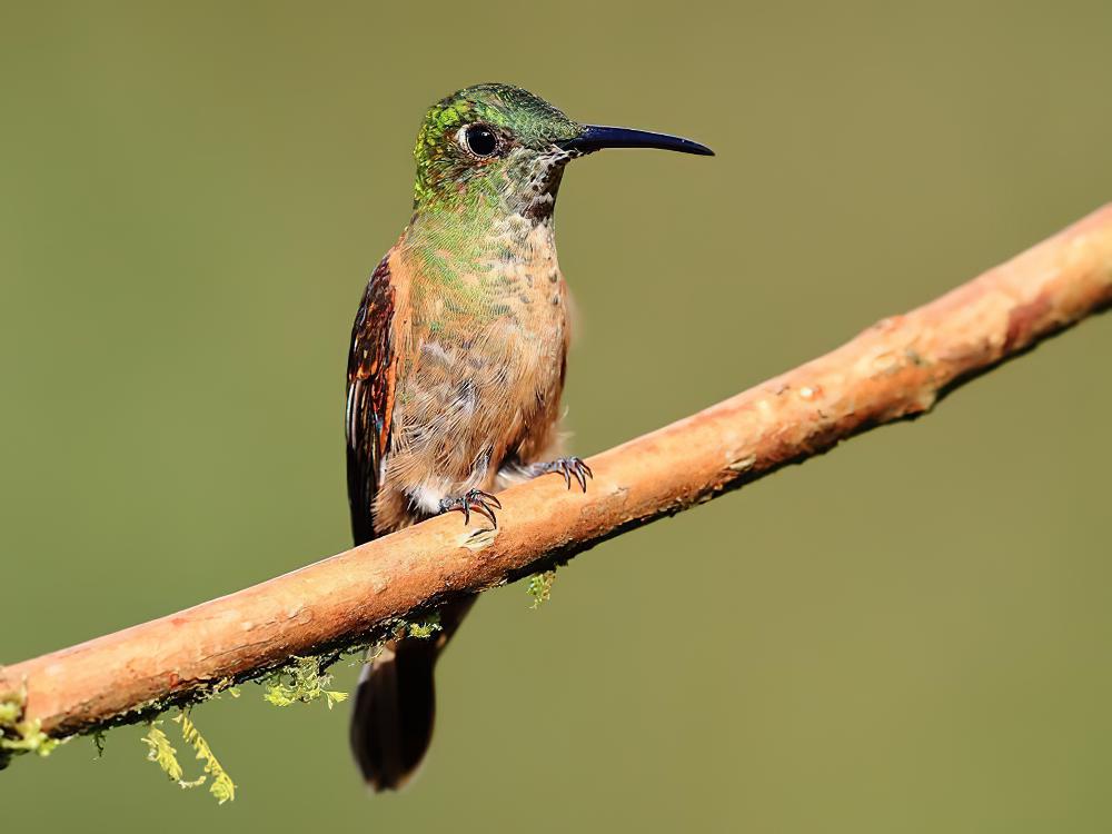 棕胸辉蜂鸟 / Fawn-breasted Brilliant / Heliodoxa rubinoides