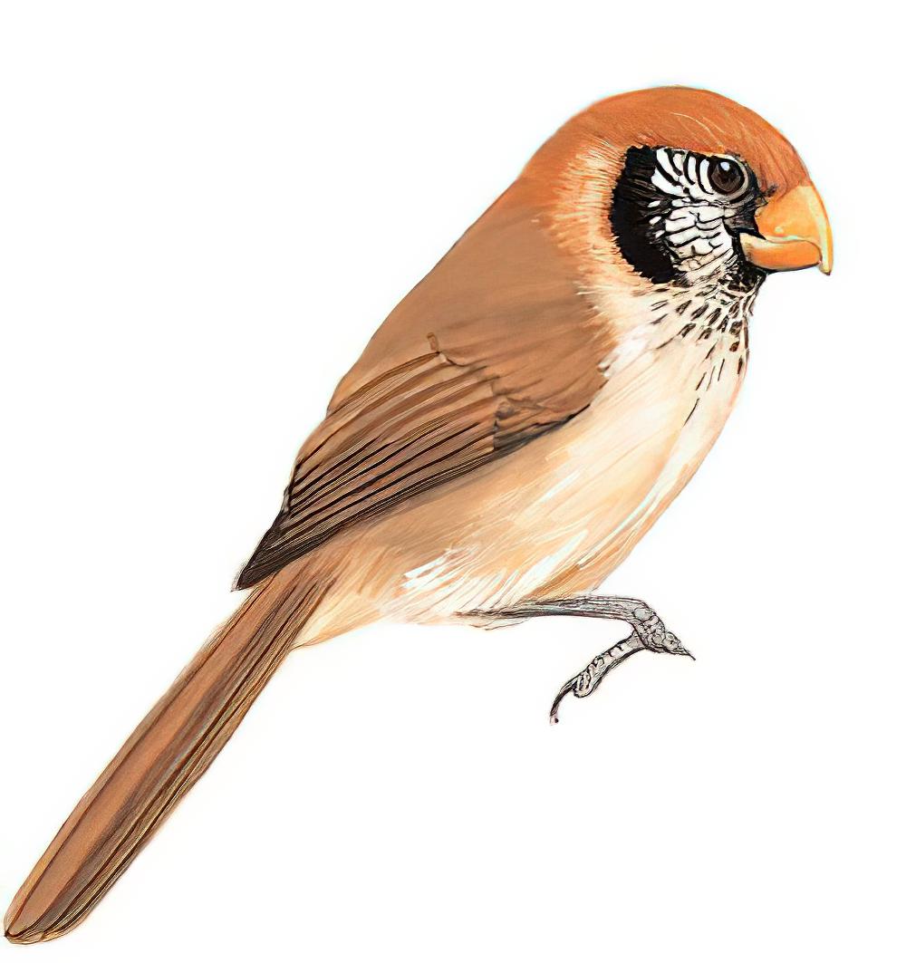 点胸鸦雀 / Spot-breasted Parrotbill / Paradoxornis guttaticollis