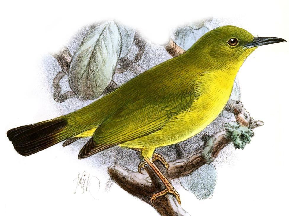 黑眼绣眼鸟 / Dark-eyed White-eye / Zosterops tetiparius