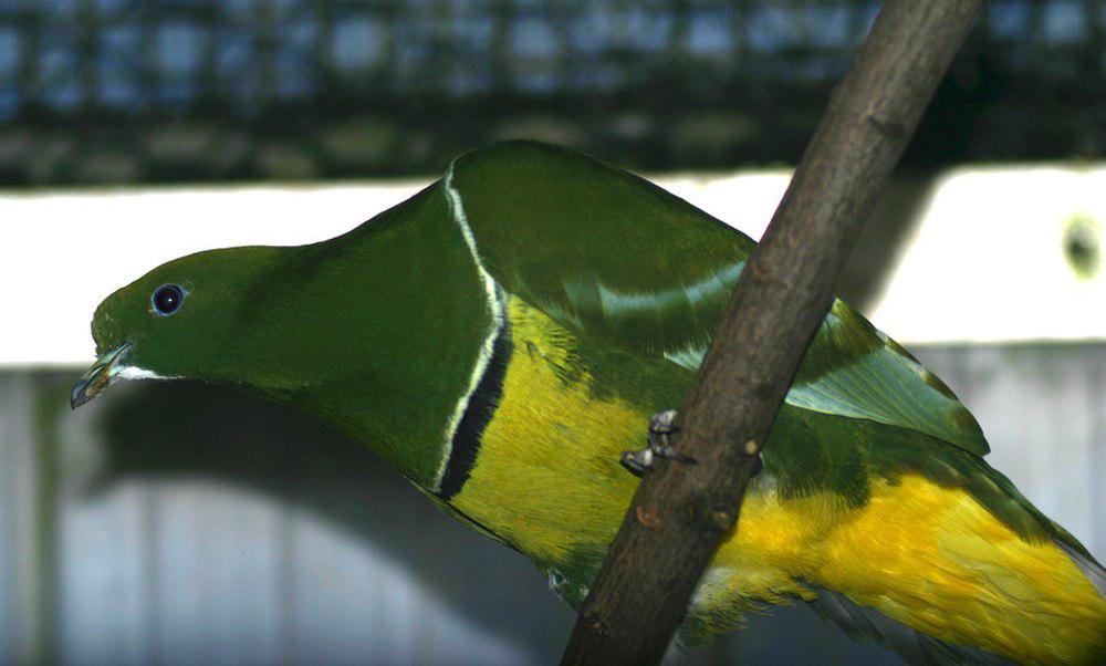 散羽鸠 / Cloven-feathered Dove / Drepanoptila holosericea