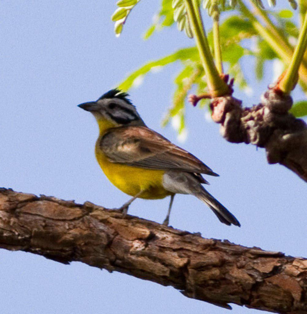 褐腰鹀 / Brown-rumped Bunting / Emberiza affinis