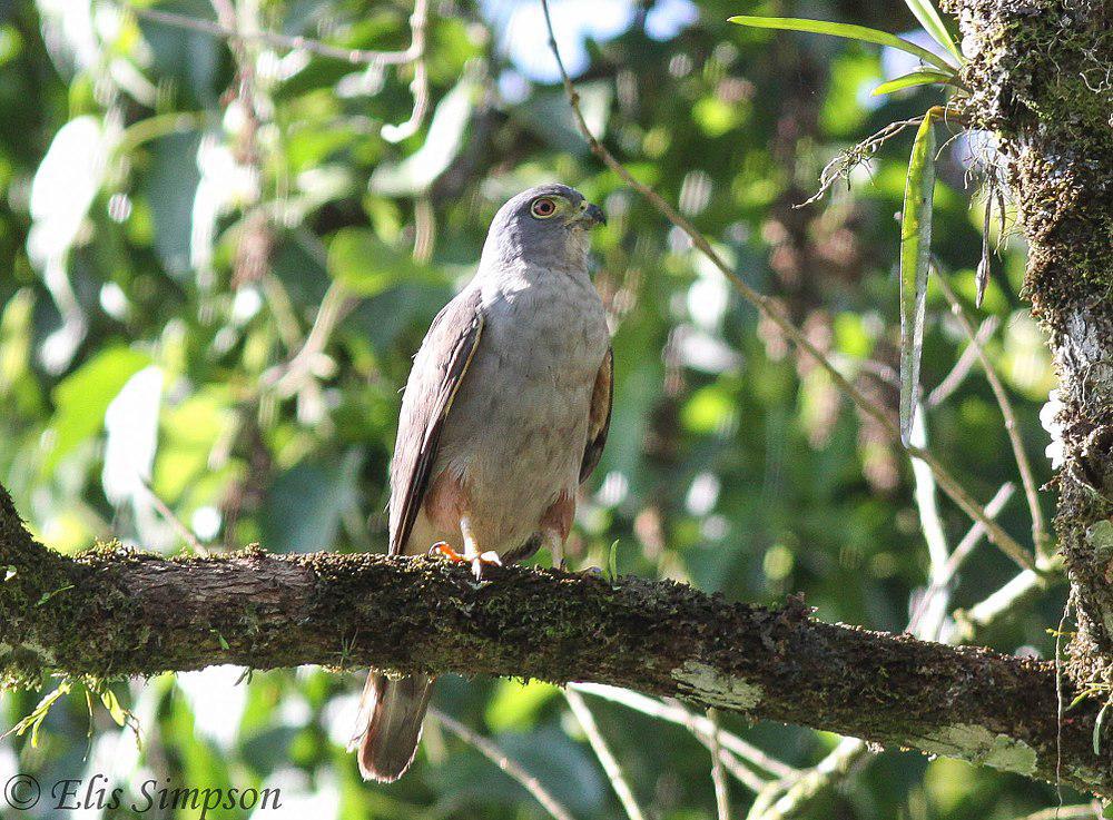 棕腿齿鹰 / Rufous-thighed Kite / Harpagus diodon