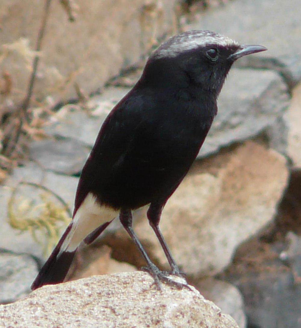 阿比西尼亚䳭 / Abyssinian Wheatear / Oenanthe lugubris