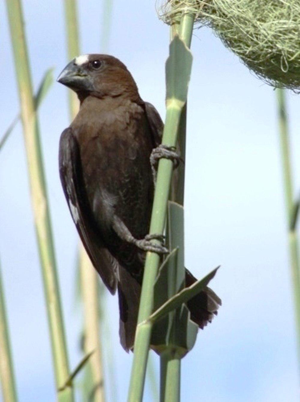 厚嘴织布鸟 / Thick-billed Weaver / Amblyospiza albifrons