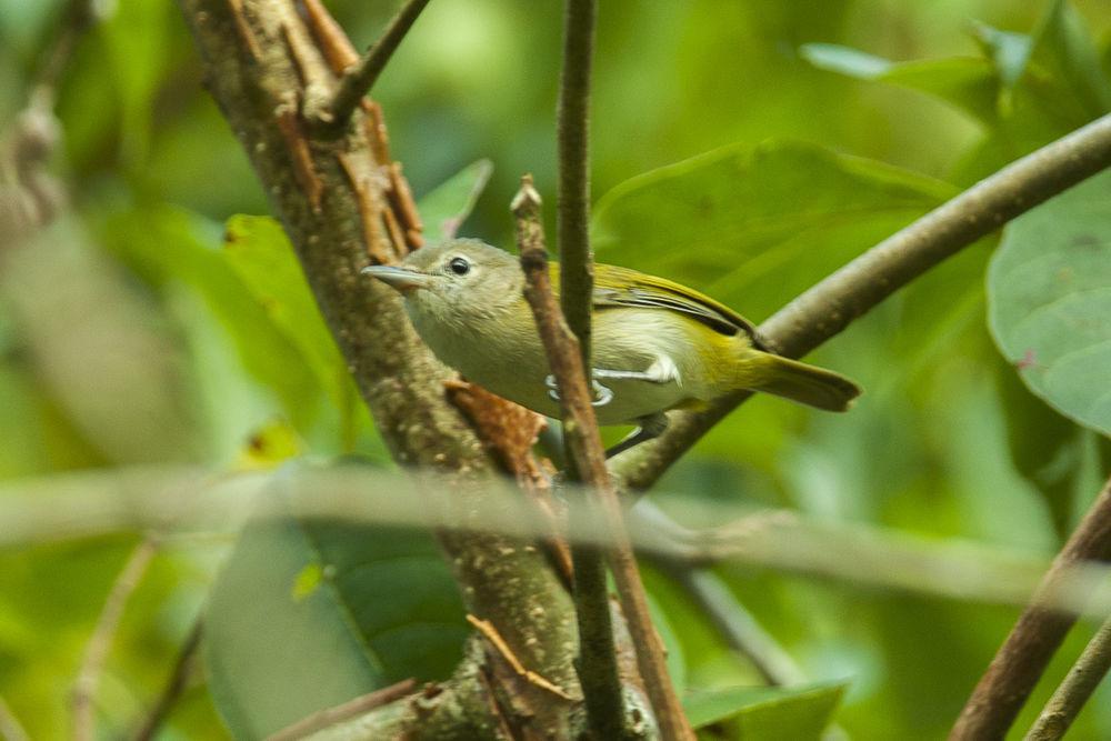 金额绿莺雀 / Golden-fronted Greenlet / Hylophilus aurantiifrons