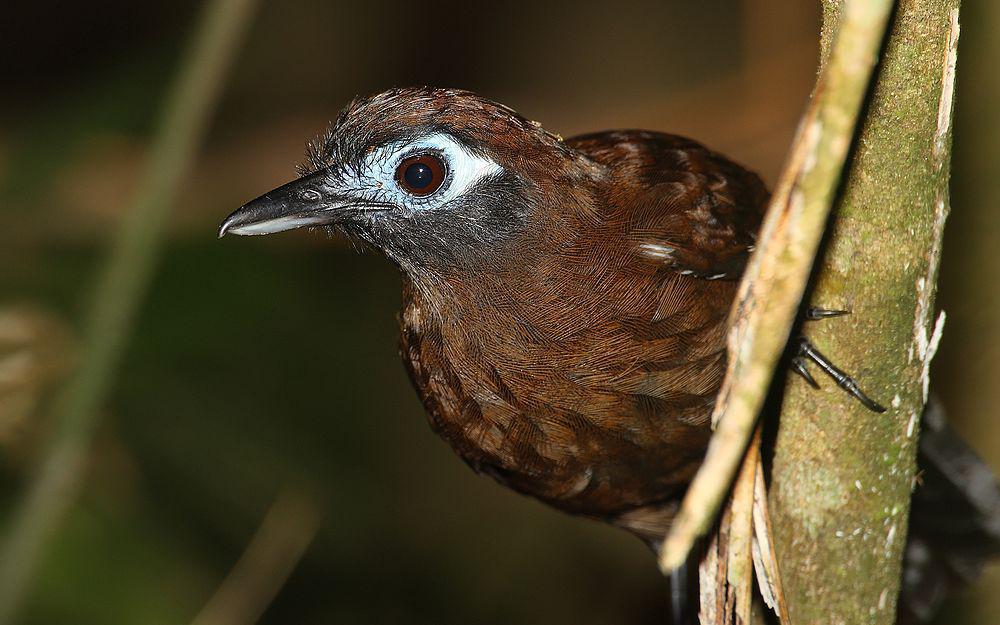 纯色蚁鸟 / Blue-lored Antbird / Hafferia immaculata