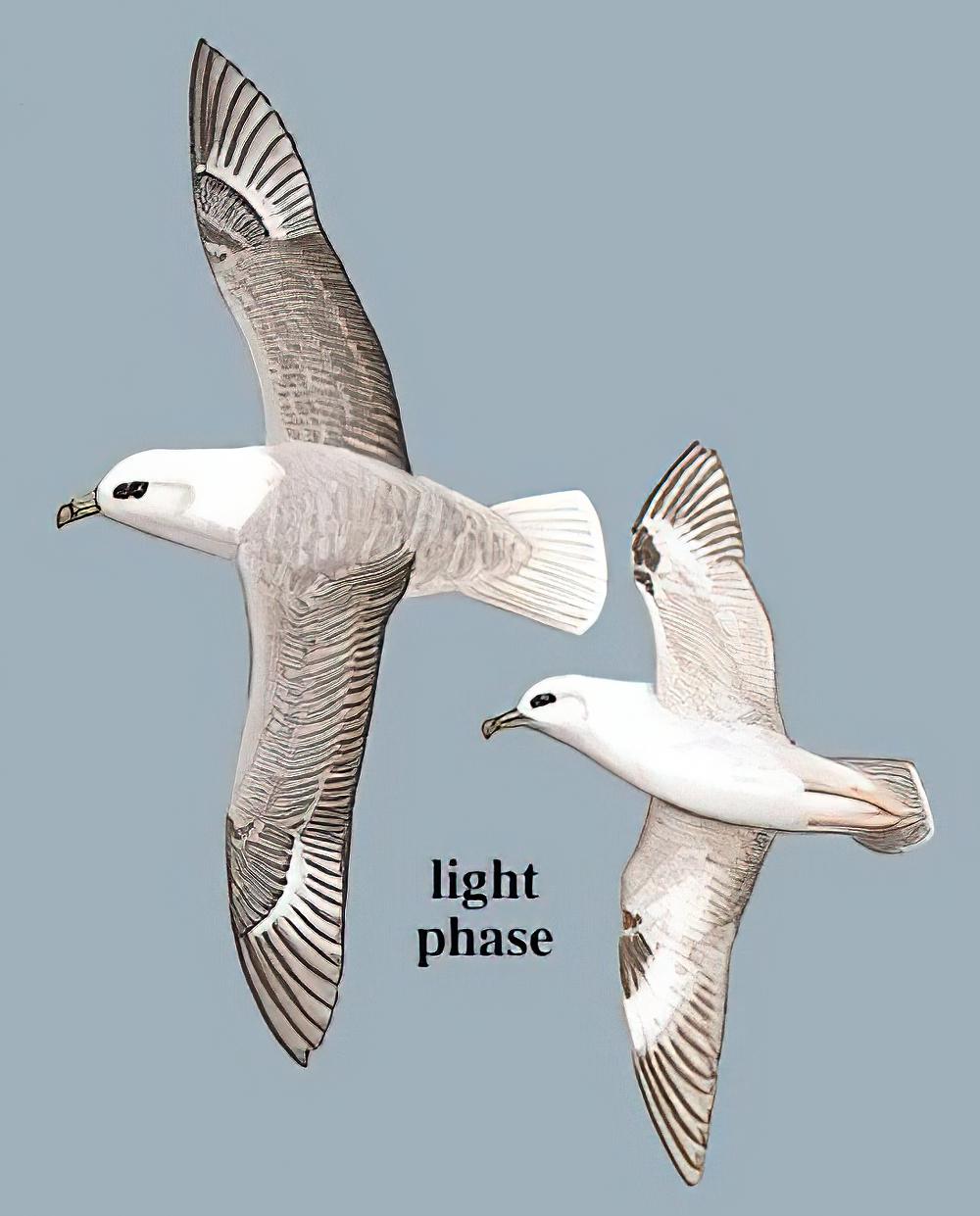 暴雪鹱 / Northern Fulmar / Fulmarus glacialis