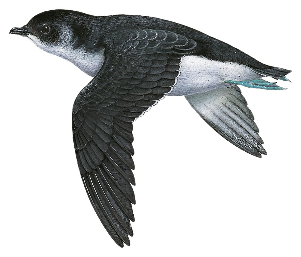 南乔治亚鹈燕 / South Georgia Diving Petrel / Pelecanoides georgicus