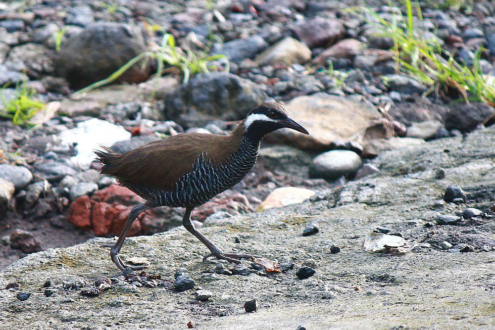 横斑秧鸡 / Barred Rail / Hypotaenidia torquata