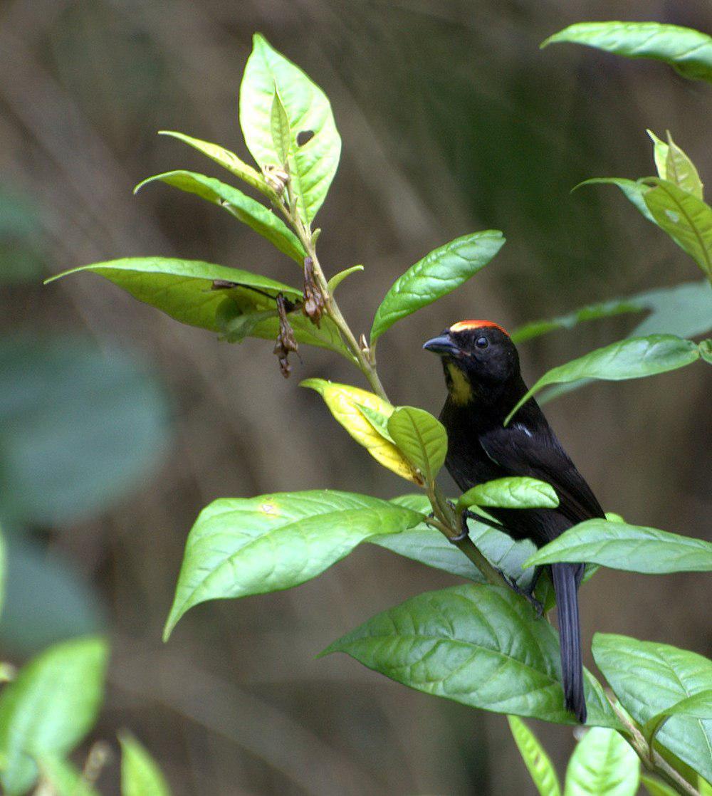 火冠黑唐纳雀 / Flame-crested Tanager / Loriotus cristatus