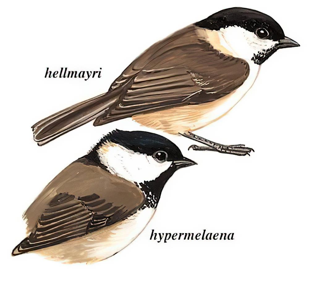 沼泽山雀 / Marsh Tit / Poecile palustris