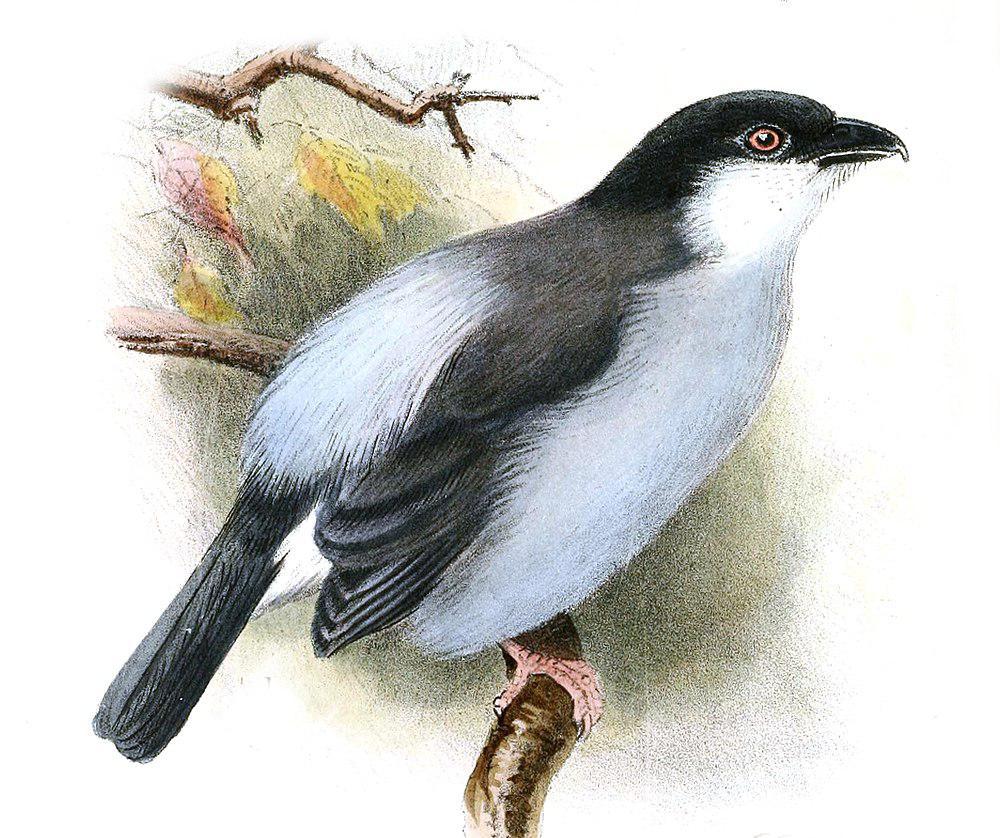 红腿蓬背鵙 / Pink-footed Puffback / Dryoscopus angolensis