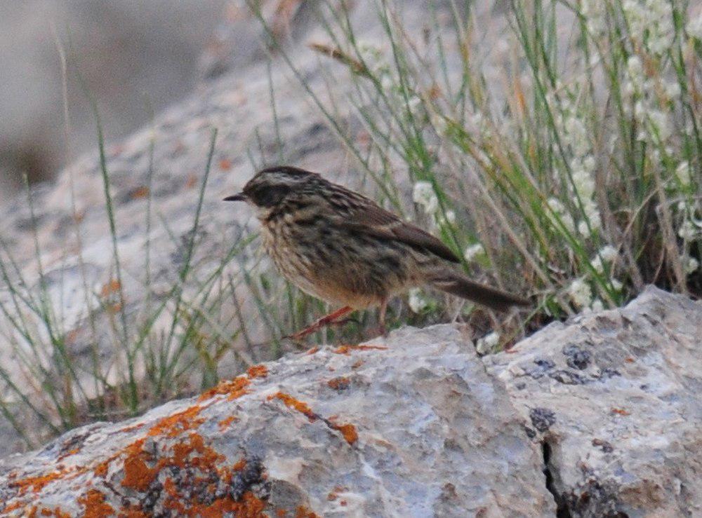 眼斑岩鹨 / Radde\'s Accentor / Prunella ocularis