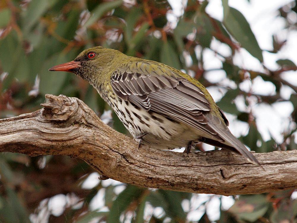 绿背黄鹂 / Olive-backed Oriole / Oriolus sagittatus