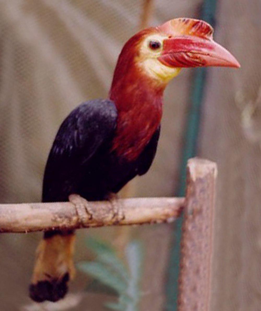 扭嘴犀鸟 / Walden\'s Hornbill / Rhabdotorrhinus waldeni