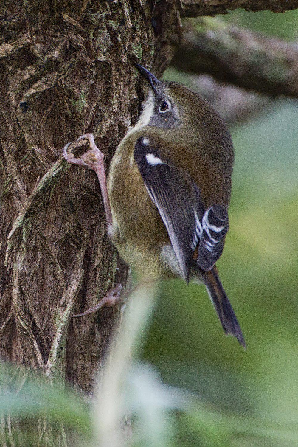 灌丛丝刺莺 / Scrubtit / Acanthornis magna