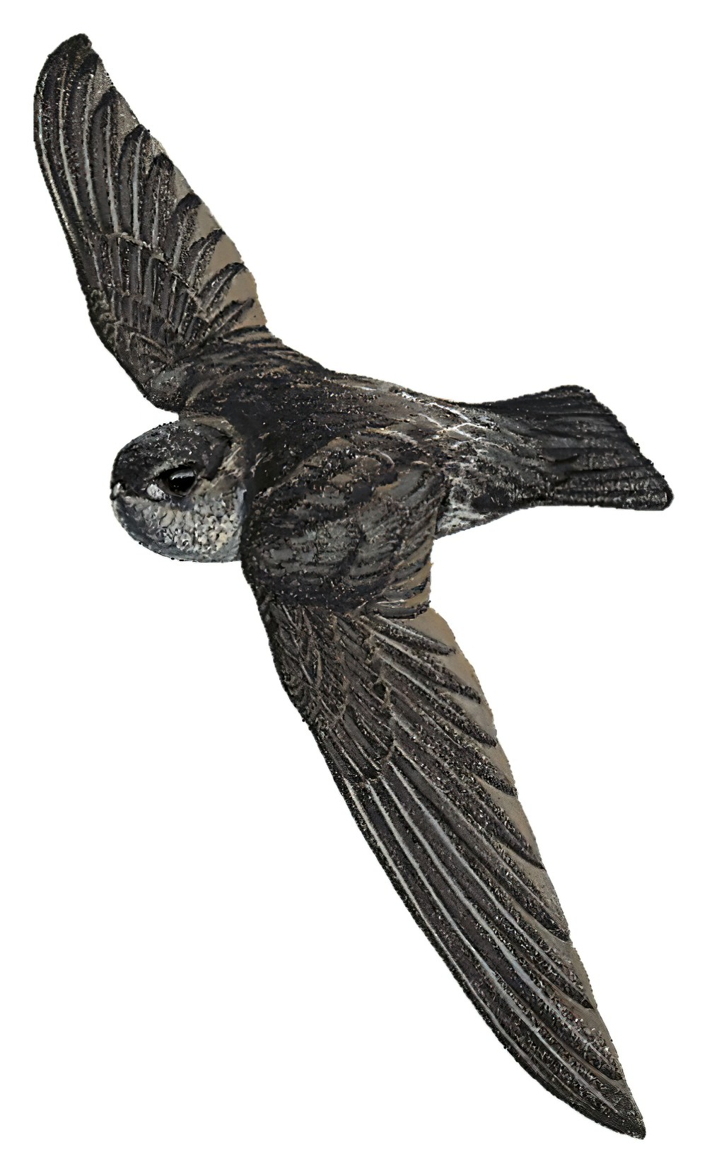 淡褐金丝燕 / Drab Swiftlet / Collocalia neglecta