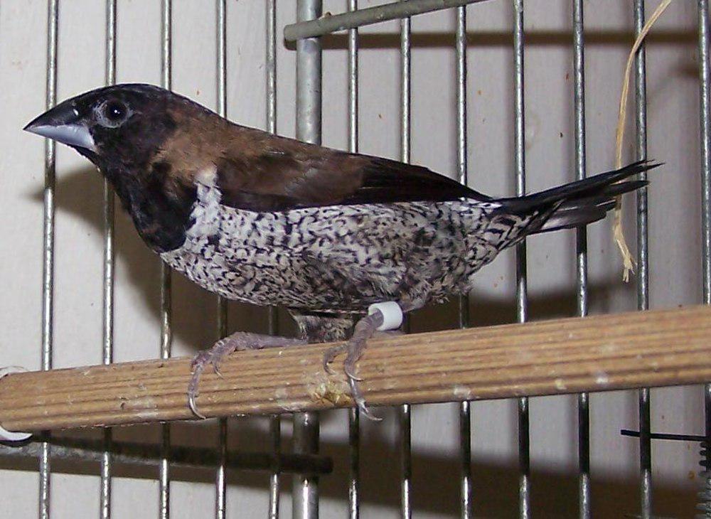 黑脸文鸟 / Black-faced Munia / Lonchura molucca