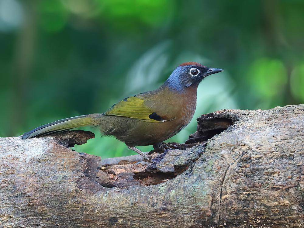 马来噪鹛 / Malayan Laughingthrush / Trochalopteron peninsulae