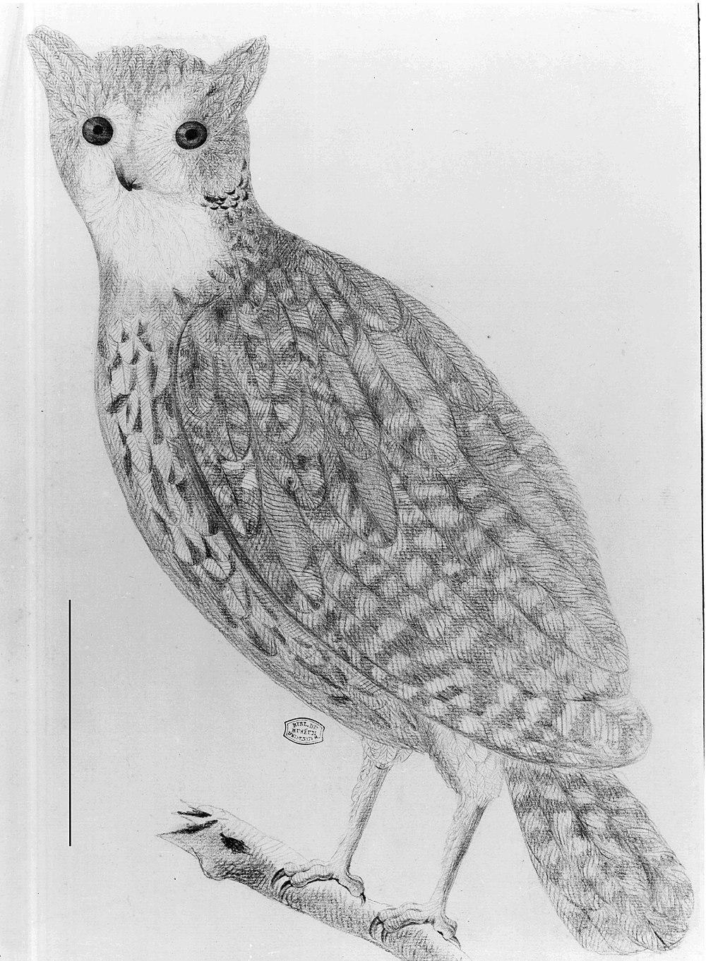 毛里求斯角鸮 / Mauritius Owl / Mascarenotus sauzieri