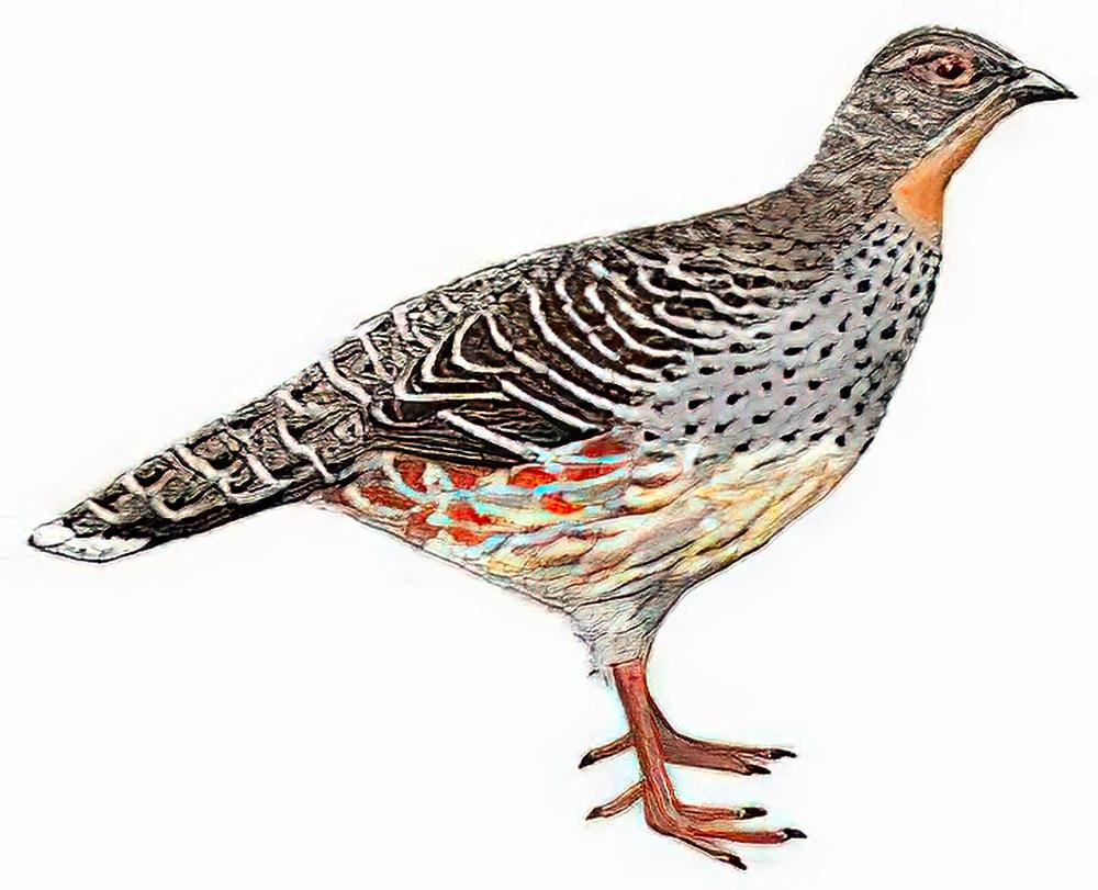 四川雉鹑 / Sichuan Pheasant Partridge