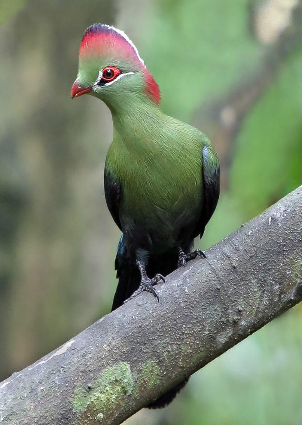 费氏蕉鹃 / Fischer\'s Turaco / Tauraco fischeri