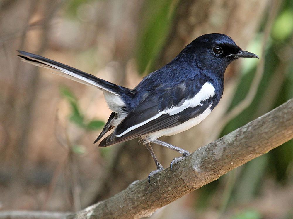 马岛鹊鸲 / Madagascan Magpie-Robin / Copsychus albospecularis