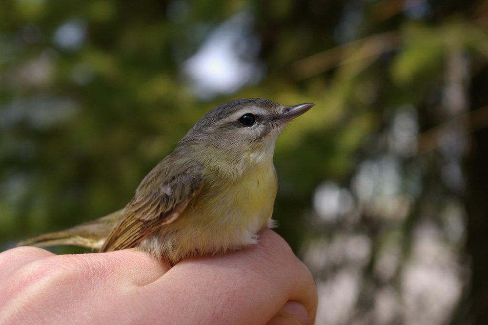 费城莺雀 / Philadelphia Vireo / Vireo philadelphicus