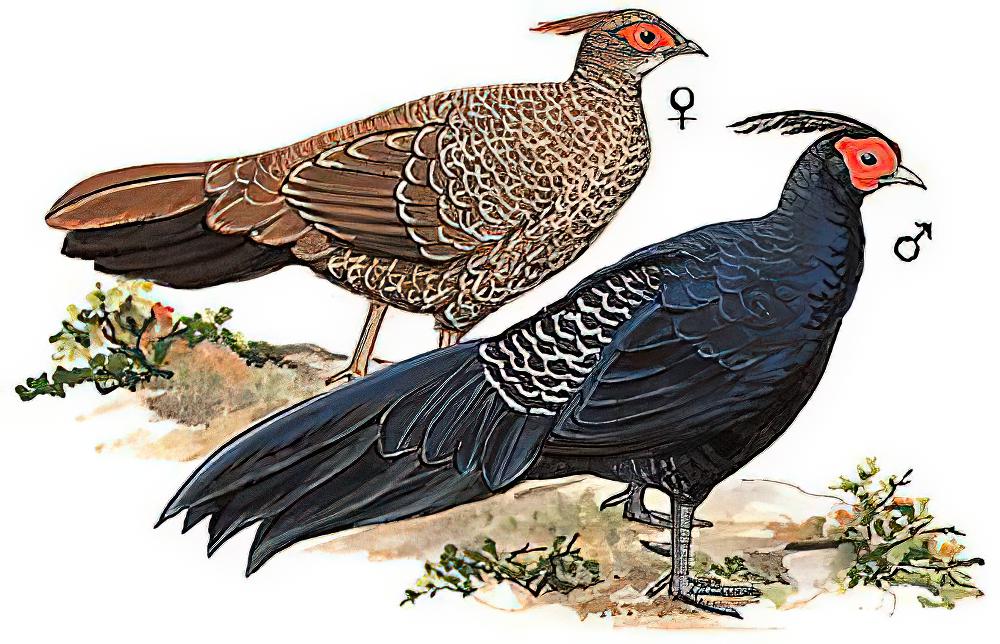 黑鹇 / Kalij Pheasant / Lophura leucomelanos