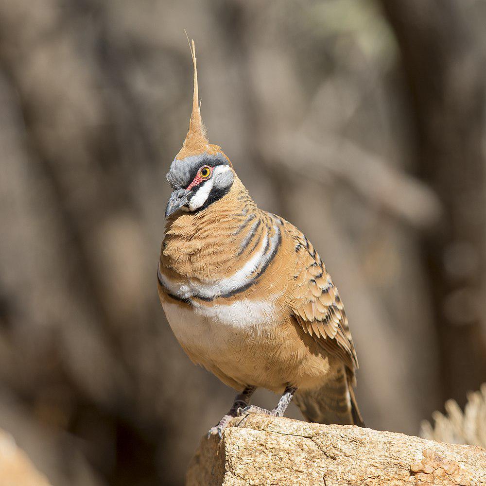 冠翎岩鸠 / Spinifex Pigeon / Geophaps plumifera