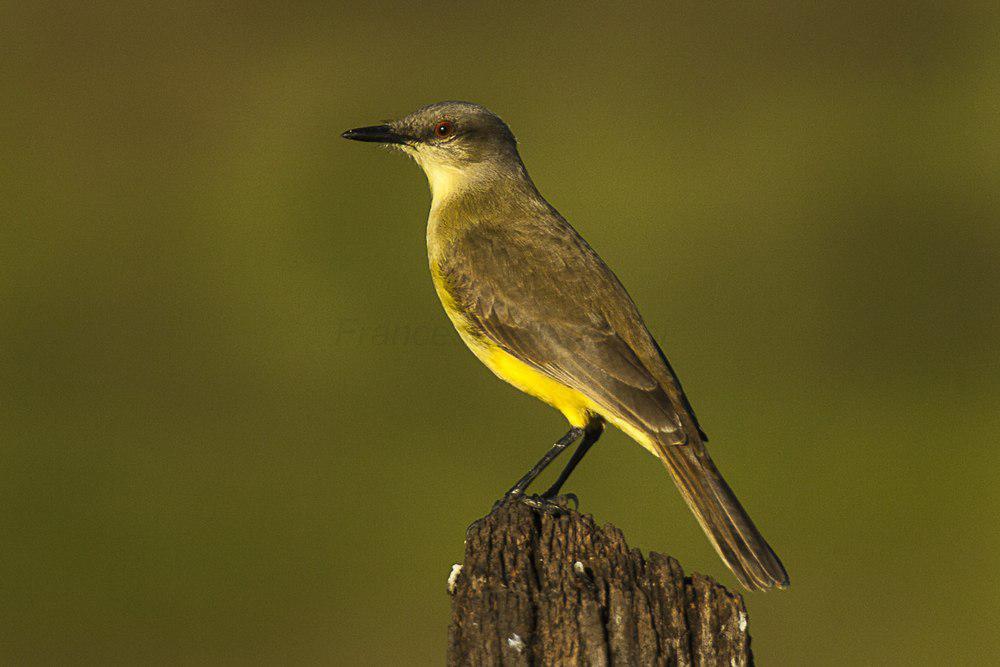 牛霸鹟 / Cattle Tyrant / Machetornis rixosa