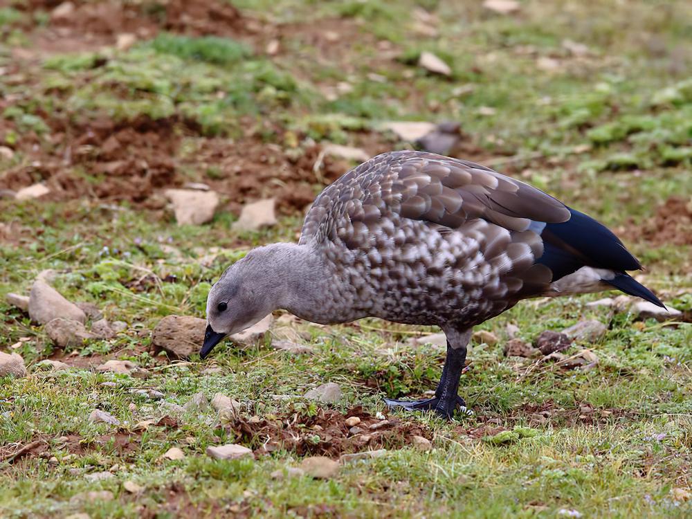 蓝翅雁 / Blue-winged Goose / Cyanochen cyanoptera