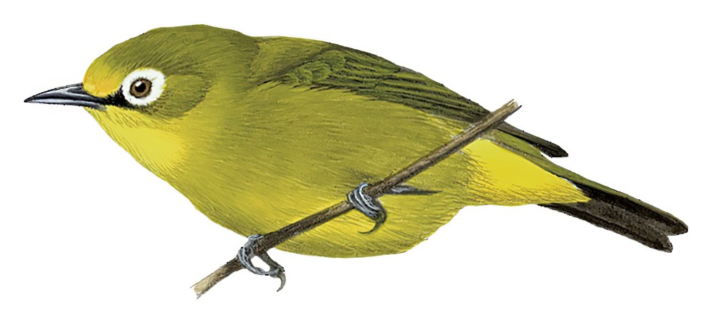 坦桑尼亚绣眼鸟 / Mbulu White-eye / Zosterops mbuluensis