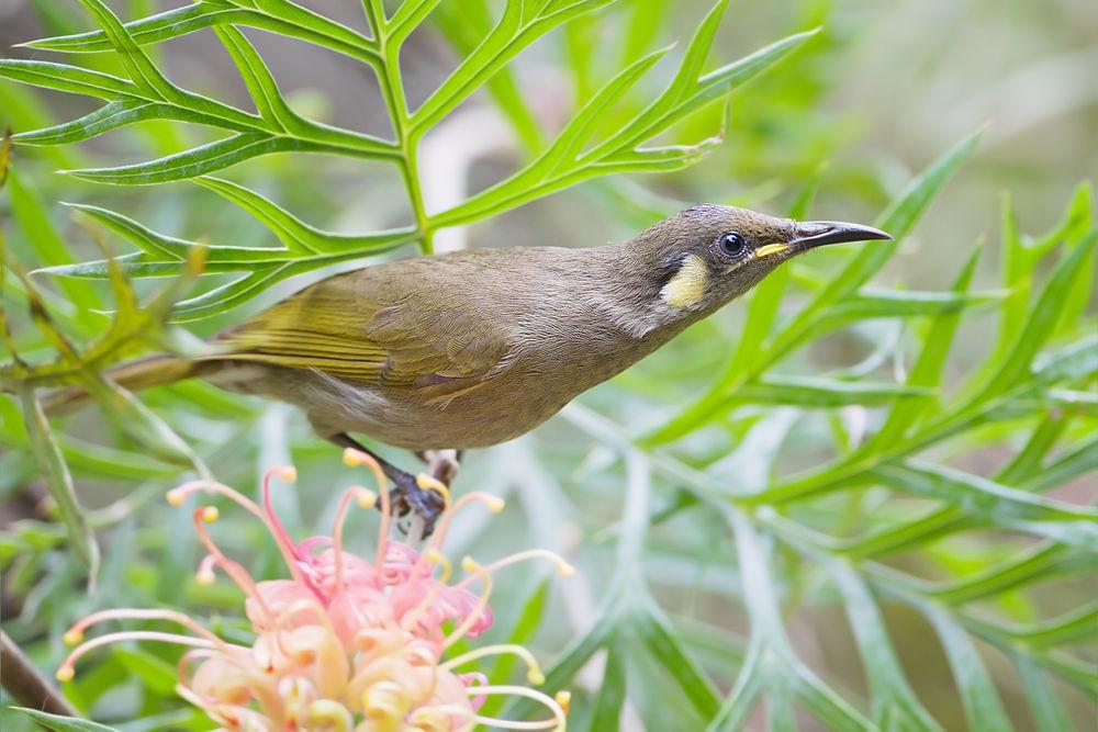 细嘴吸蜜鸟 / Graceful Honeyeater / Microptilotis gracilis