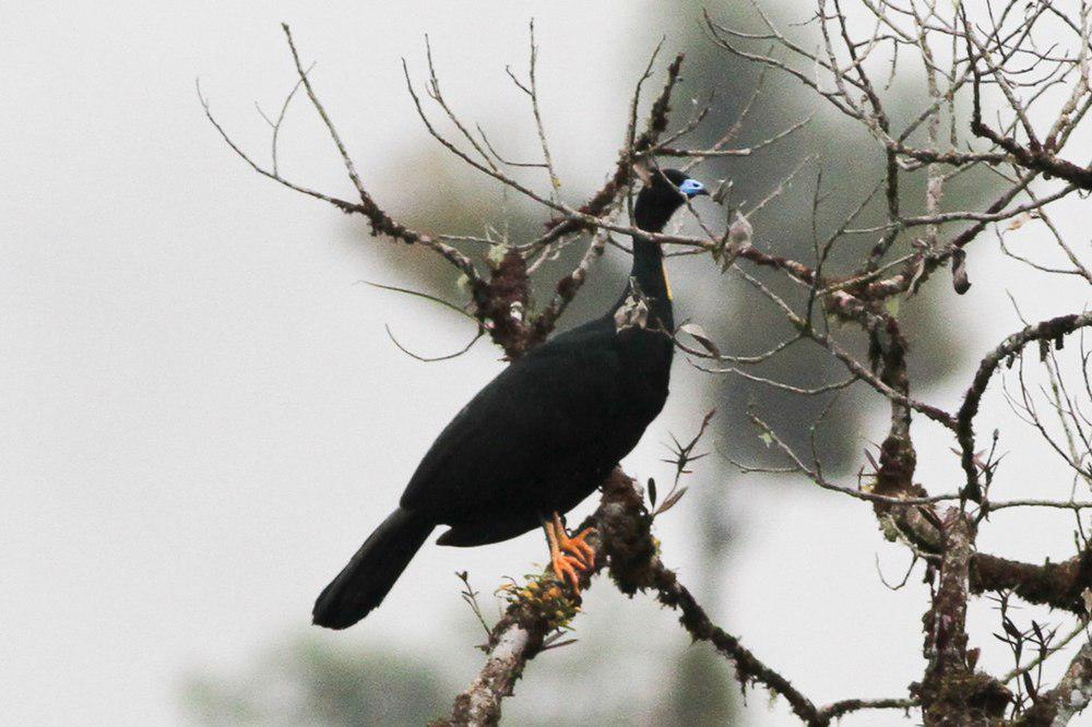 肉垂冠雉 / Wattled Guan / Aburria aburri