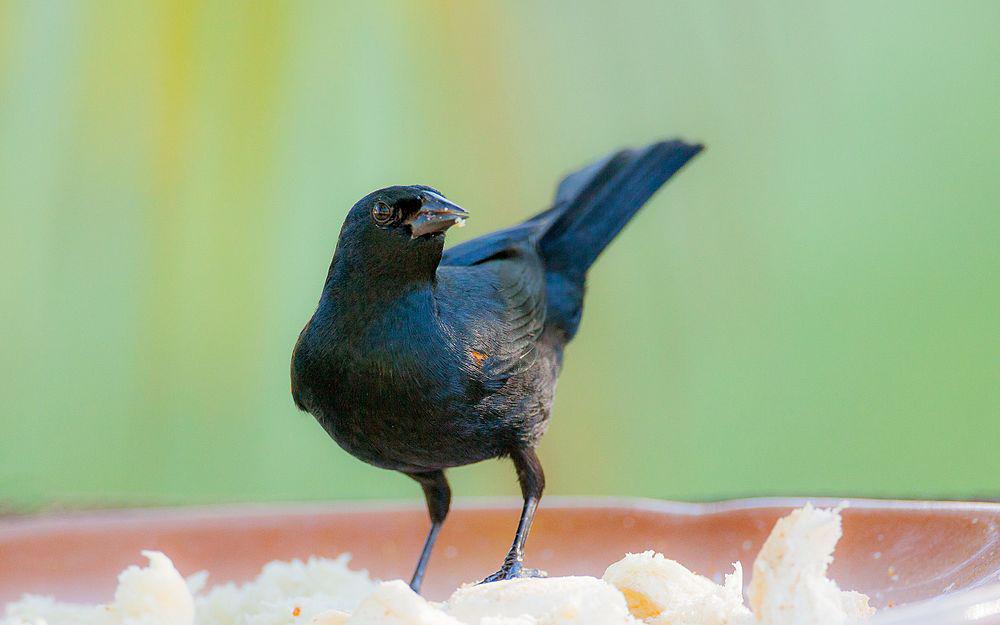 黄褐肩黑鹂 / Tawny-shouldered Blackbird / Agelaius humeralis