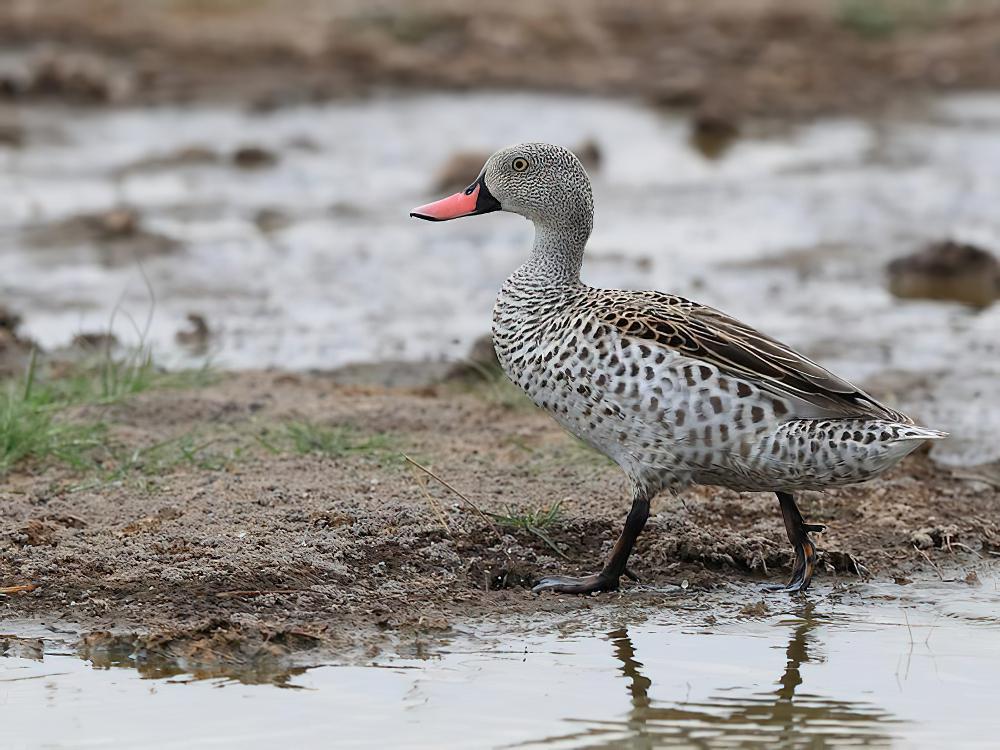 绿翅灰斑鸭 / Cape Teal / Anas capensis