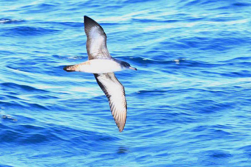 粉脚鹱 / Pink-footed Shearwater / Ardenna creatopus