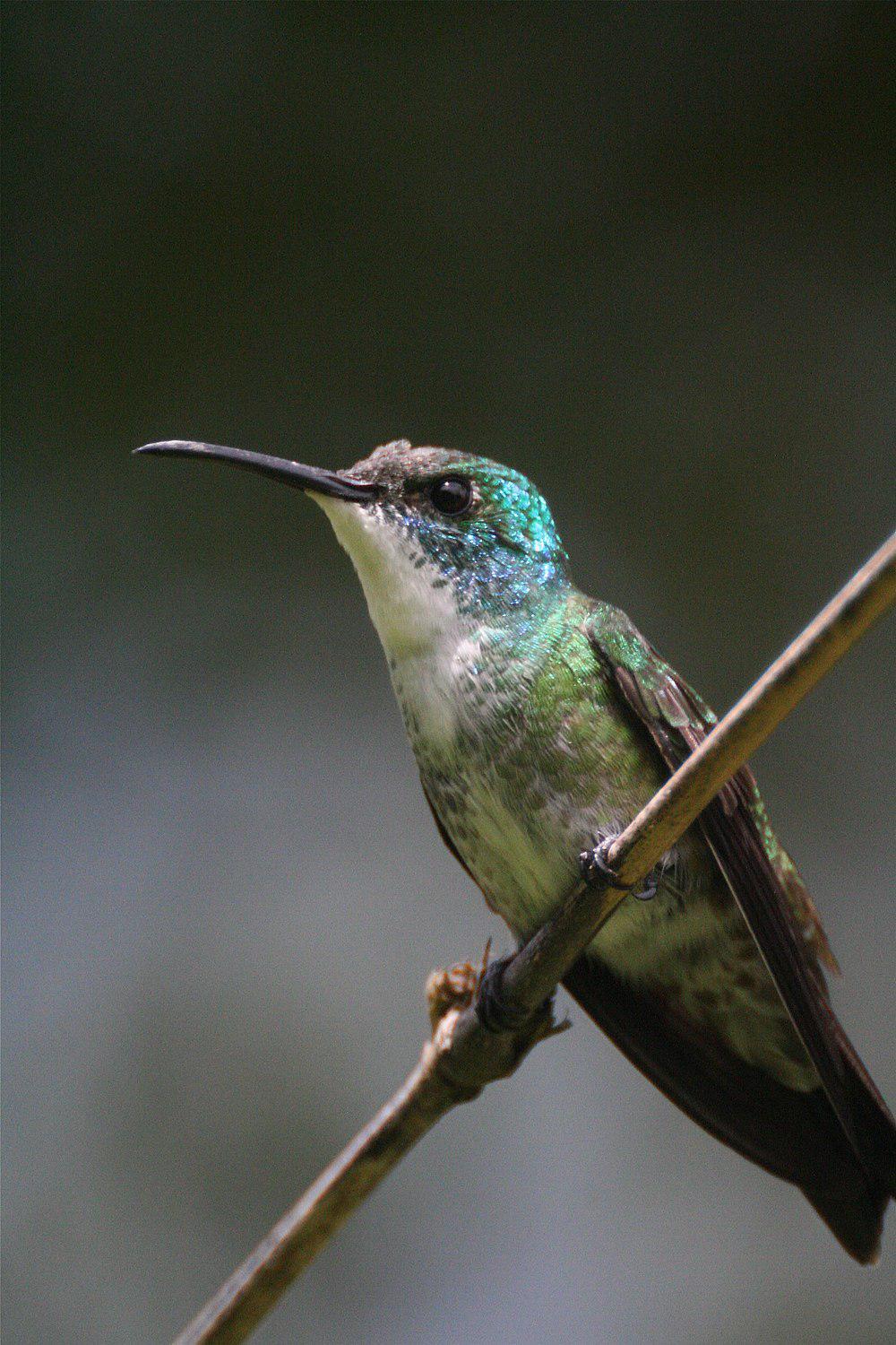 白胸蜂鸟 / White-chested Emerald / Chrysuronia brevirostris