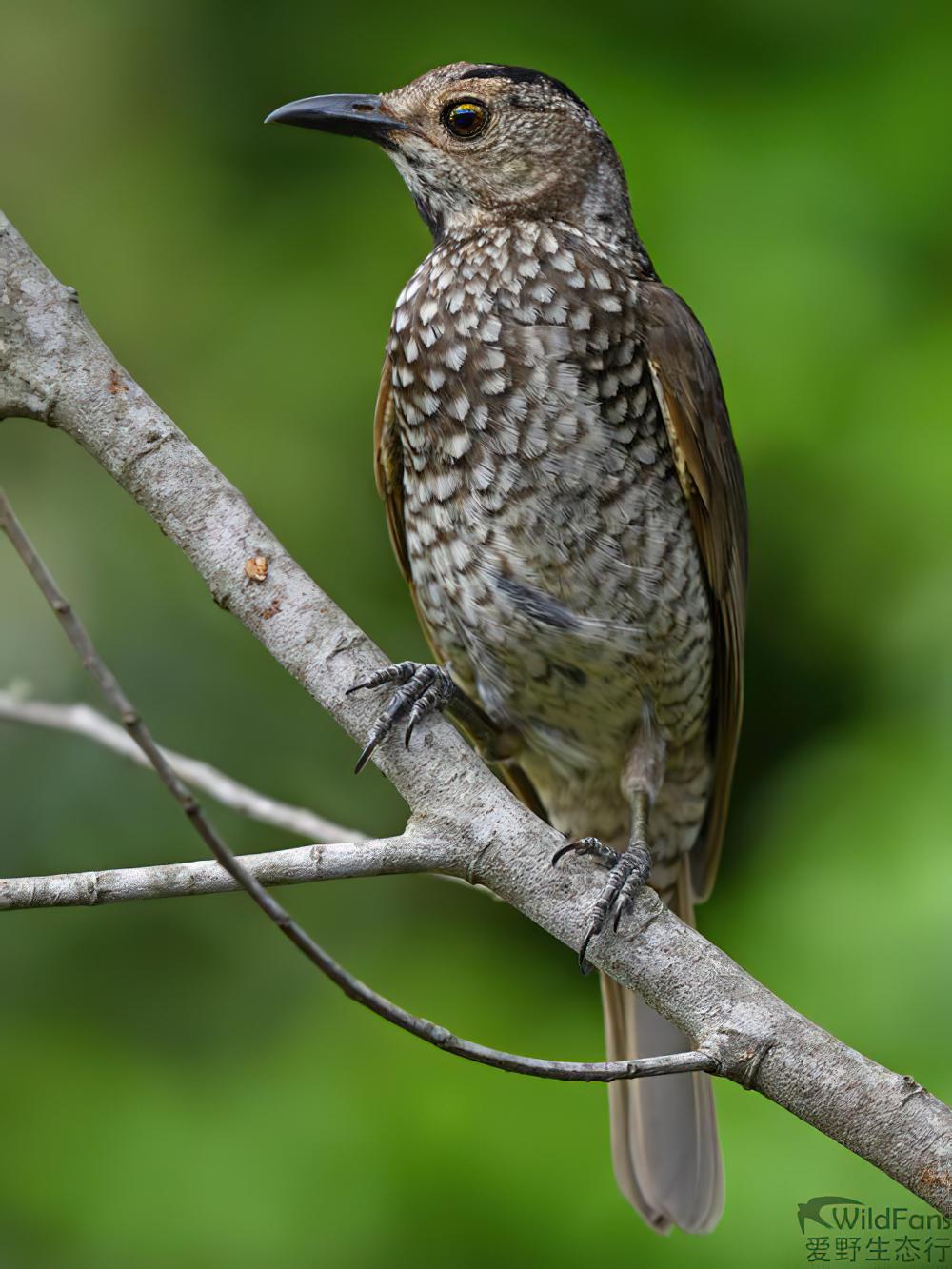 黄头辉亭鸟 / Regent Bowerbird / Sericulus chrysocephalus