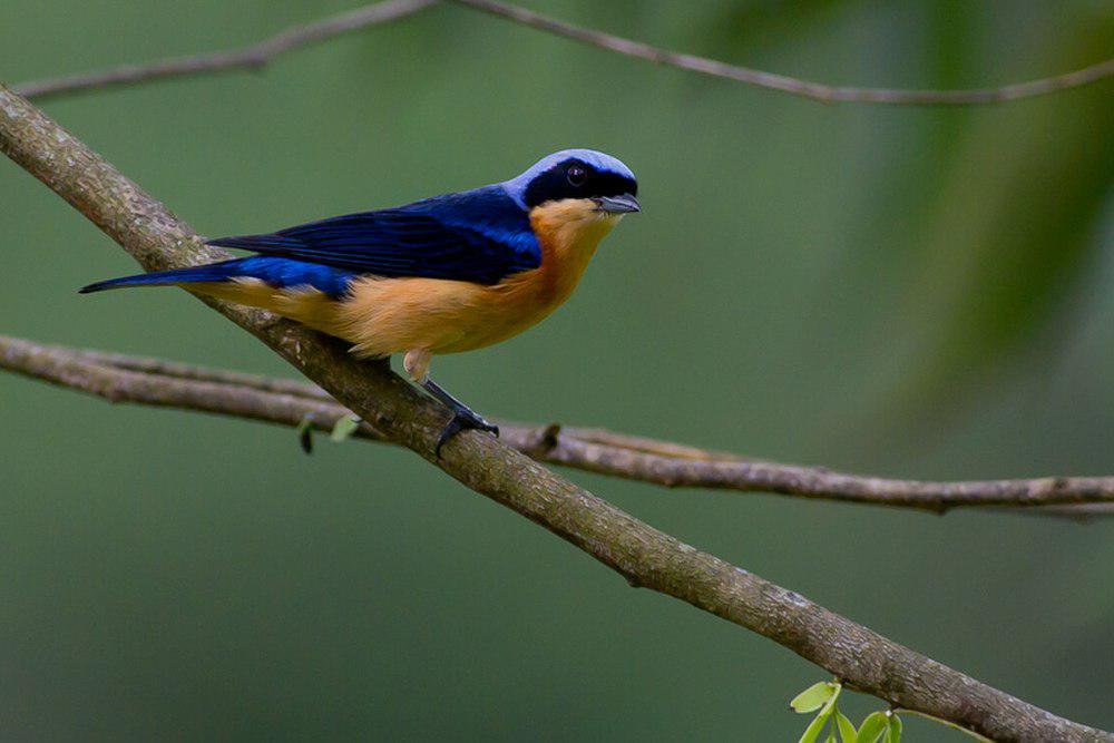 黄胸裸鼻雀 / Fawn-breasted Tanager / Pipraeidea melanonota