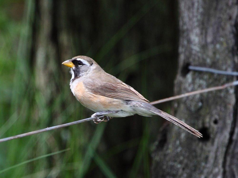 彩雀 / Many-colored Chaco Finch / Saltatricula multicolor