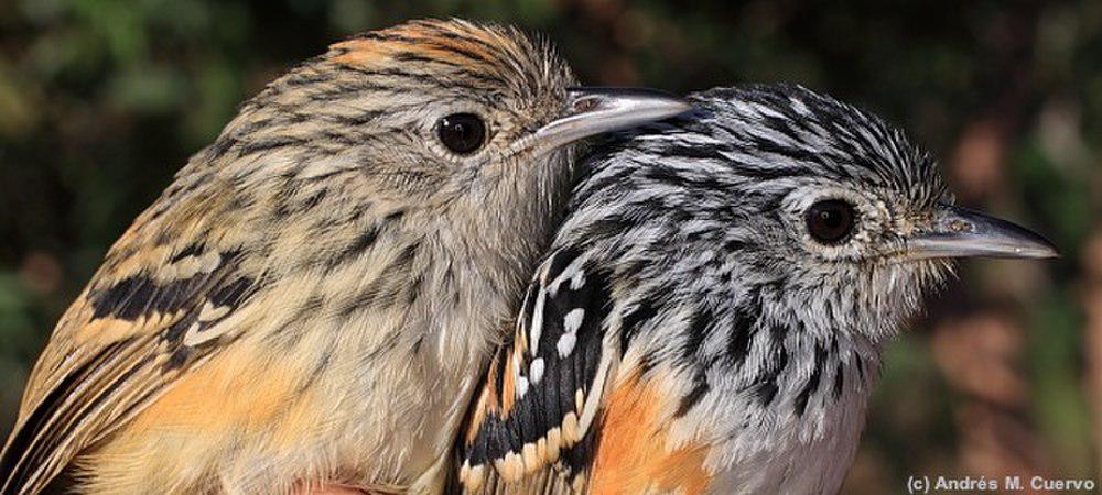 克氏蚁鸟 / Klages\'s Antbird / Drymophila klagesi