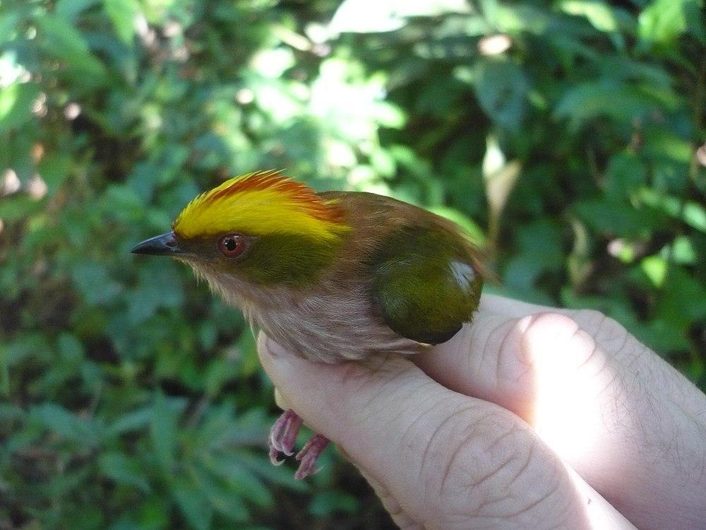 朱顶娇鹟 / Fiery-capped Manakin / Machaeropterus pyrocephalus