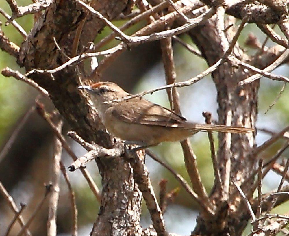 淡色棘雀 / Plain Thornbird / Phacellodomus inornatus