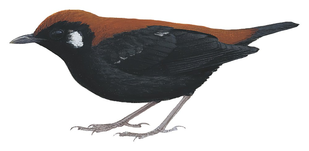 红黑地鸫 / Red-and-black Thrush / Geokichla mendeni