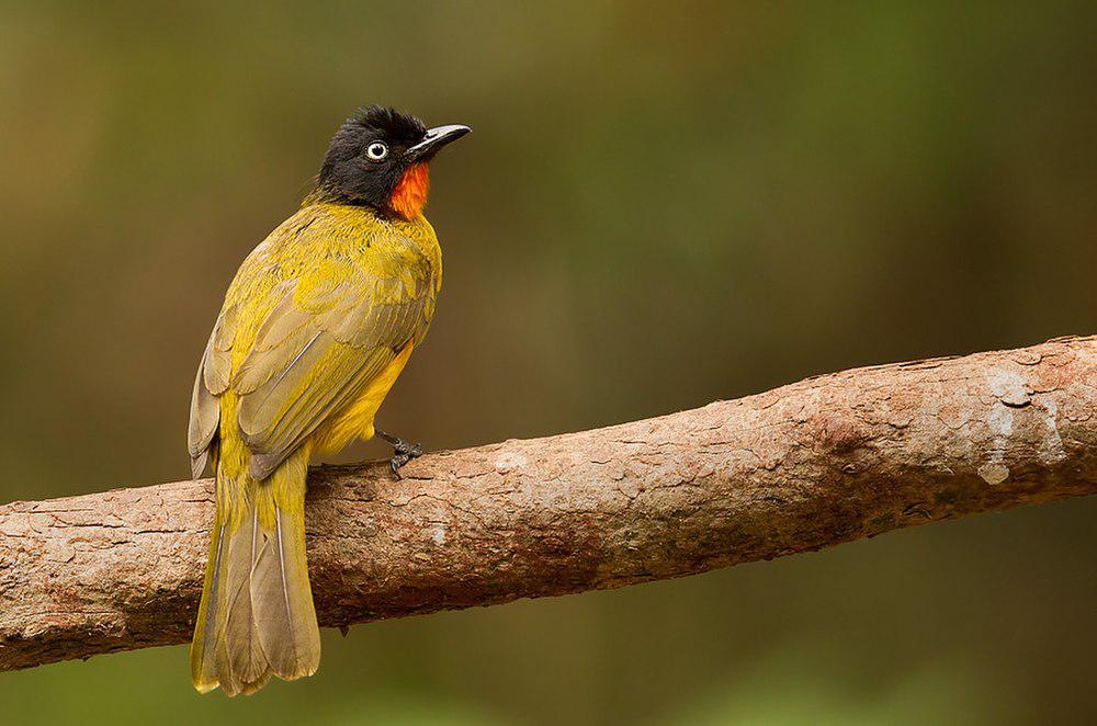 火焰喉鹎 / Flame-throated Bulbul / Rubigula gularis