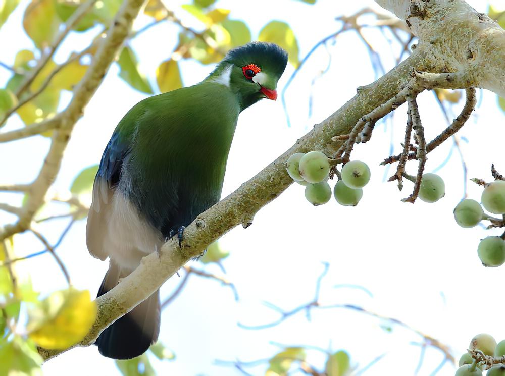 白颊蕉鹃 / White-cheeked Turaco / Tauraco leucotis