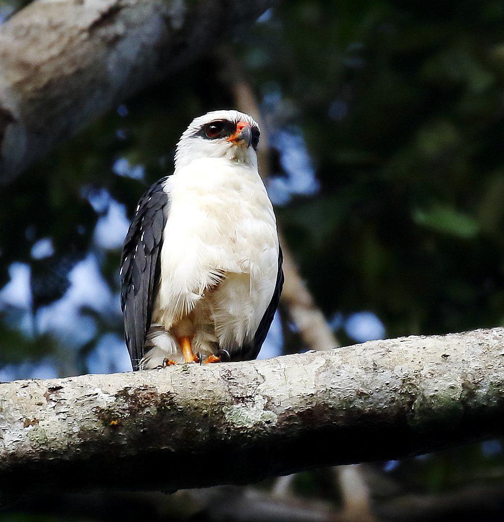 黑脸南美鵟 / Black-faced Hawk / Leucopternis melanops