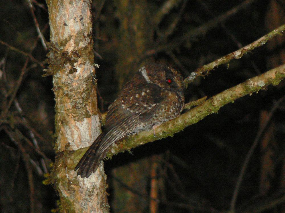 灰裸鼻鸱 / Mountain Owlet-nightjar / Aegotheles albertisi